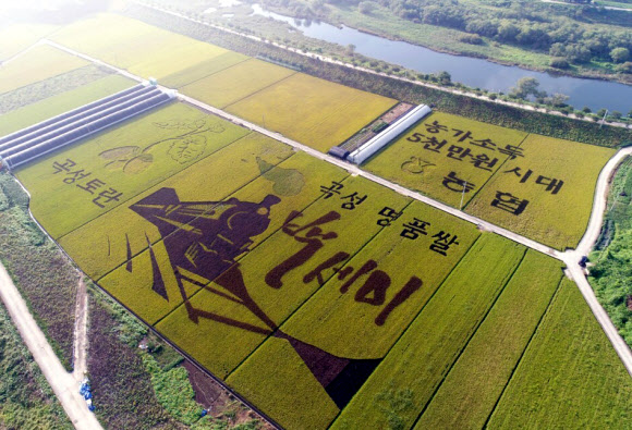 곡성 들녘을 수놓은 벼 아트