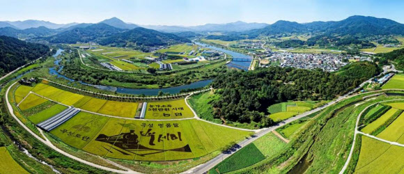 곡성 들녘을 수놓은 벼 아트