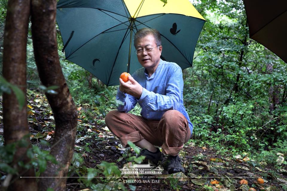일찍 익어서 떨어진 감을 주워봅니다. 이 길은 대통령이 되기 전, 양산에 살 때 마루와 자주 거닐던 산책길입니다. 청와대 제공