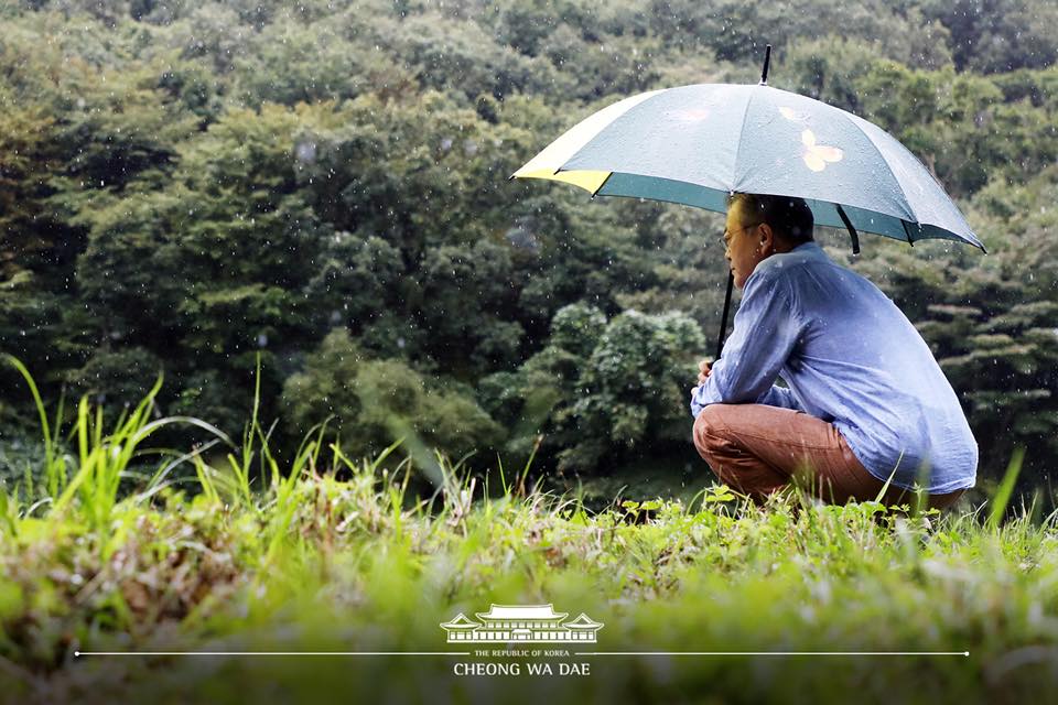 비가 잔잔히 내려 나무와 숲의 향기가 더욱 진하게 올라옵니다. 청와대 제공