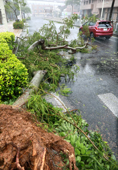 태풍 짜미의 영향으로 오키나와 나하 시 중심부의 한 도로에 남부가 뿌리 뽑힌채 도로에 쓰러져 있다. AFP연합뉴스