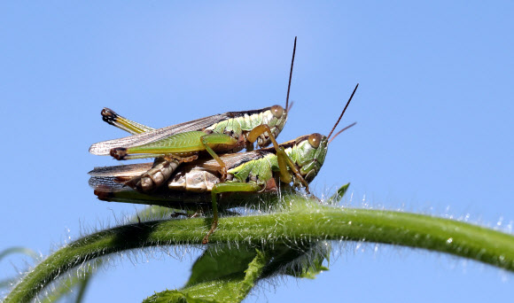 가을들녘에 나온 메뚜기