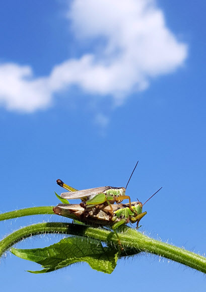 가을 하늘 아래 메뚜기