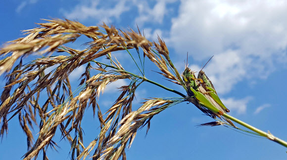 제철 가을에 만난 메뚜기