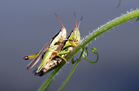 가을 메뚜기의 사랑