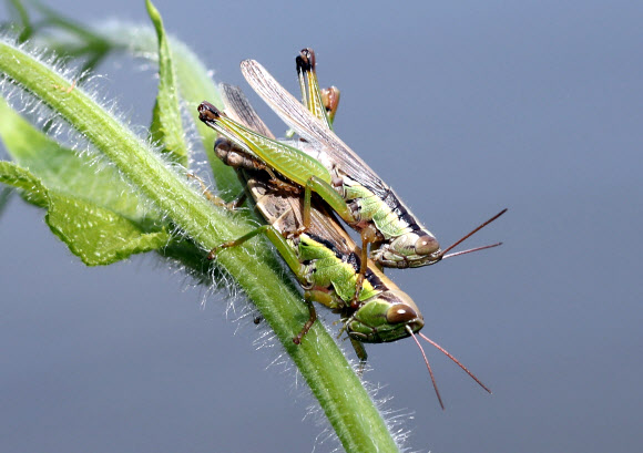 메뚜기의 ‘가을 사랑’