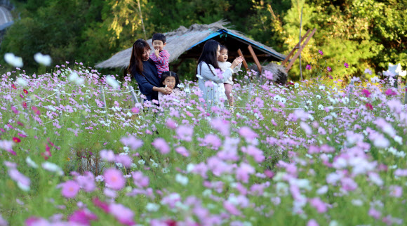 가을의 전령 코스모스 핀 소양호