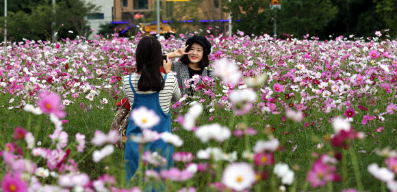 바람에 흔들리는 코스모스