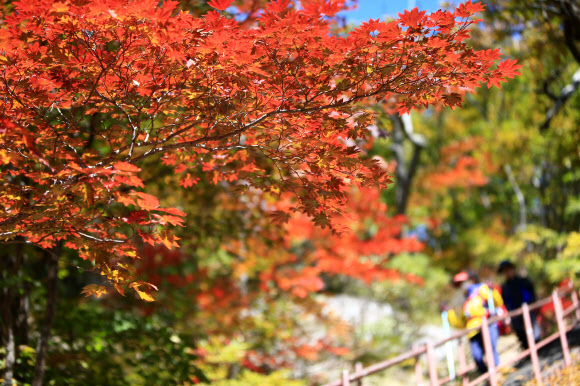 단풍 만끽하는 등산객