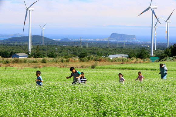 메밀꽃 만개한 제주자연생태공원