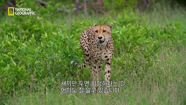 내셔널지오그래픽 유튜브 채널 캡처.