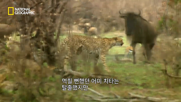 내셔널지오그래픽 유튜브 채널 캡처.