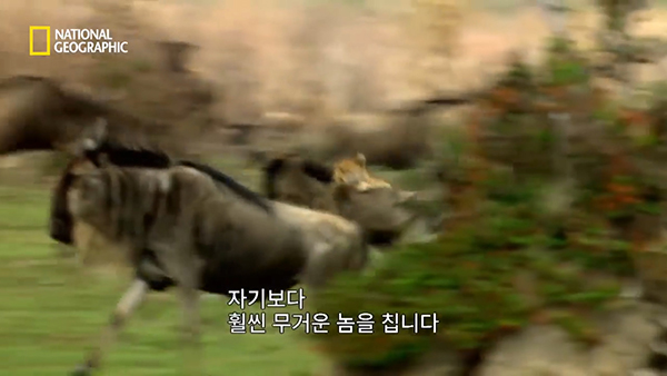 내셔널지오그래픽 유튜브 채널 캡처.
