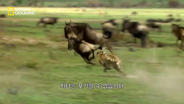 내셔널지오그래픽 유튜브 채널 캡처.