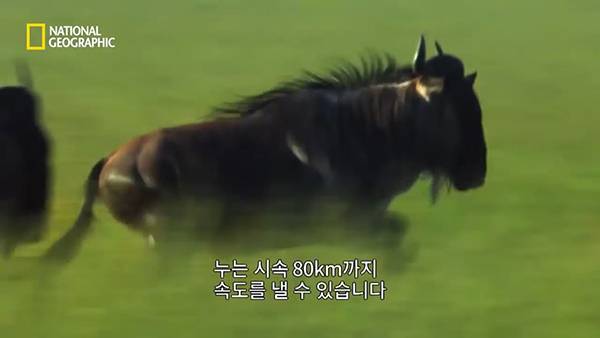 내셔널지오그래픽 유튜브 채널 캡처.