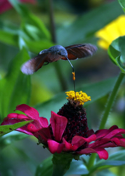 백일홍 탐하는 박각시나방