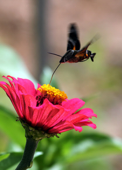 일교차 큰 날씨가 이어진 2일 전남 강진군 강진읍 영랑생가(국가 지정 중요민속자료 제252호) 마당 화단에 박각시나방이 날아들어 화사하게 핀 백일홍 꽃의 꿀을 빠느라 부지런히 움직이고 있다.  연합뉴스