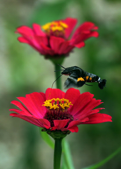 일교차 큰 날씨가 이어진 2일 전남 강진군 강진읍 영랑생가(국가 지정 중요민속자료 제252호) 마당 화단에 박각시나방이 날아들어 화사하게 핀 백일홍 꽃의 꿀을 빠느라 부지런히 움직이고 있다.  연합뉴스