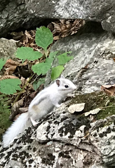 지난 달 25일 강원 속초시 설악산국립공원 내 설악폭포 인근에서 온몸이 흰색을 띤 다람쥐가 발견됐다. 설악산국립공원사무소는 이 다람쥐가 멜라닌 색소 결핍증인 알비노(Albino) 현상으로 몸이 하얗다고 설명했다. 2018.10.3  설악산국립공원사무소 제공
