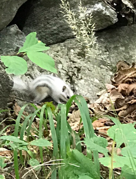 지난 달 25일 강원 속초시 설악산국립공원 내 설악폭포 인근에서 온몸이 흰색을 띤 다람쥐가 발견됐다. 설악산국립공원사무소는 이 다람쥐가 멜라닌 색소 결핍증인 알비노(Albino) 현상으로 몸이 하얗다고 설명했다. 2018.10.3  설악산국립공원사무소 제공