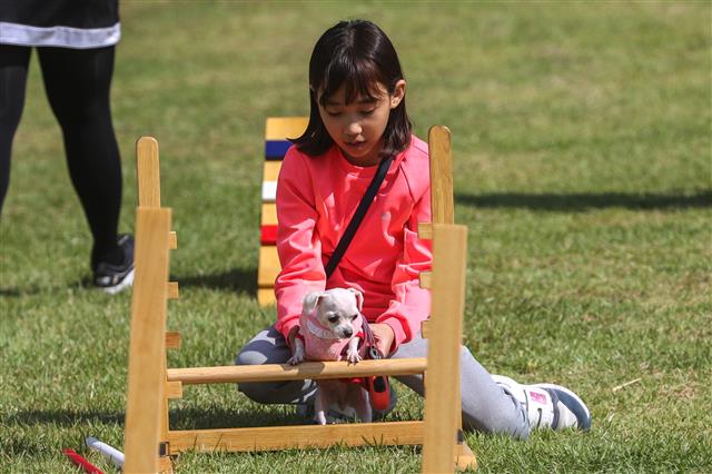 3일 경기도 성남시청 앞 광장에서 열린 반려동물 페스티벌에서 시민들이 반려견과 함께 장애물 통과 놀이터에서 즐거운 시간을 보내고 있다.  이번 축제는  동물 보호와 복지, 생명존중에 관한 시민 의식을 높여 공존하는 문화를 확산하기 위한 행사로 동물 건강 상담, 반려동물용품, 장애물 통과 놀이터 등 프로그램이 진행됐다. 2018.10.3 뉴스1