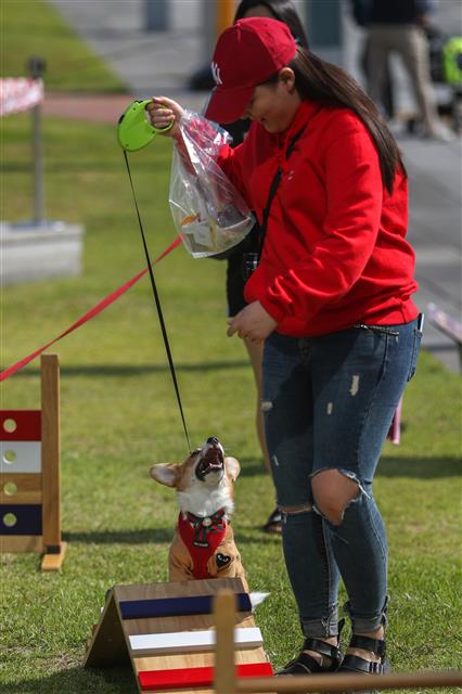 3일 경기도 성남시청 앞 광장에서 열린 반려동물 페스티벌에서 시민들이 반려견과 함께 장애물 통과 놀이터에서 즐거운 시간을 보내고 있다.  이번 축제는  동물 보호와 복지, 생명존중에 관한 시민 의식을 높여 공존하는 문화를 확산하기 위한 행사로 동물 건강 상담, 반려동물용품, 장애물 통과 놀이터 등 프로그램이 진행됐다. 2018.10.3 뉴스1