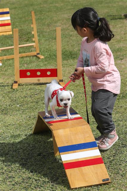 3일 경기도 성남시청 앞 광장에서 열린 반려동물 페스티벌에서 시민들이 반려견과 함께 장애물 통과 놀이터에서 즐거운 시간을 보내고 있다.  이번 축제는  동물 보호와 복지, 생명존중에 관한 시민 의식을 높여 공존하는 문화를 확산하기 위한 행사로 동물 건강 상담, 반려동물용품, 장애물 통과 놀이터 등 프로그램이 진행됐다. 2018.10.3 뉴스1
