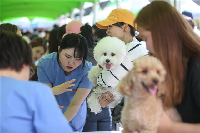 3일 경기도 성남시청 앞 광장에서 열린 반려동물 페스티벌에서 시민들이 반려견의 건강 상태를 확인하고 있다.  이번 축제는  동물 보호와 복지, 생명존중에 관한 시민 의식을 높여 공존하는 문화를 확산하기 위한 행사로 동물 건강 상담, 반려동물용품, 장애물 통과 놀이터 등 프로그램이 진행됐다. 2018.10.3 뉴스1