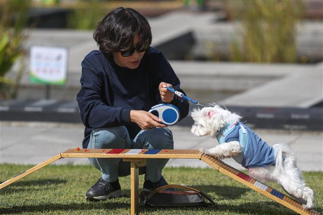3일 경기도 성남시청 앞 광장에서 열린 반려동물 페스티벌에서 시민들이 반려견과 함께 장애물 통과 놀이터에서 즐거운 시간을 보내고 있다.  이번 축제는  동물 보호와 복지, 생명존중에 관한 시민 의식을 높여 공존하는 문화를 확산하기 위한 행사로 동물 건강 상담, 반려동물용품, 장애물 통과 놀이터 등 프로그램이 진행됐다. 2018.10.3 뉴스1