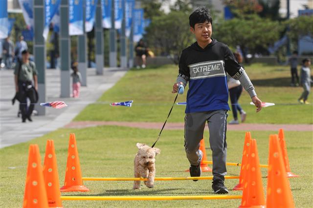 3일 경기도 성남시청 앞 광장에서 열린 반려동물 페스티벌에서 시민들이 반려견과 함께 장애물 통과 놀이터에서 즐거운 시간을 보내고 있다.  이번 축제는  동물 보호와 복지, 생명존중에 관한 시민 의식을 높여 공존하는 문화를 확산하기 위한 행사로 동물 건강 상담, 반려동물용품, 장애물 통과 놀이터 등 프로그램이 진행됐다. 2018.10.3 뉴스1