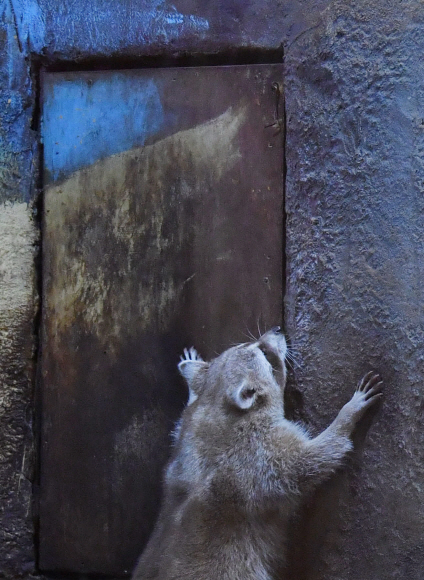 한 체험형 동물원에서 라쿤이 열리지 않는 벽과 문을 향해 뛰어오르는 모습. 좁은 우리 생활의 스트레스로 인한 정형행동(같은 행동을 반복하는 것)의 일종이다.