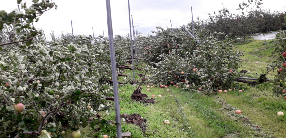 태풍 ‘콩레이’의 영향으로 경북 영주시 한 사과밭에 많은 사과가 떨어져 있다. 영주시는 부석면 북부지역(임곡리, 북지리 등) 사과밭 낙과율이 50%를 넘을 것으로 보고 있다. 2018.10.7   영주시청 제공