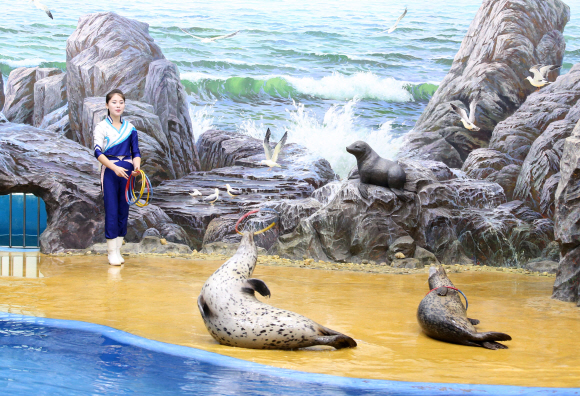 6일 평양 중앙동물원에서 물범쇼가 열리고 있다.  평양사진공동취재단