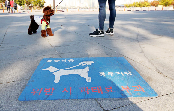 지난해 개물림 사고가 사상 최대로 늘어난 것으로 나타났다. 사진은 지난해 10월 서울 영등포구 여의도 한강시민공원에서 한 시민이 목줄을 채운 반려견과 산책을 하는 모습. 연합뉴스