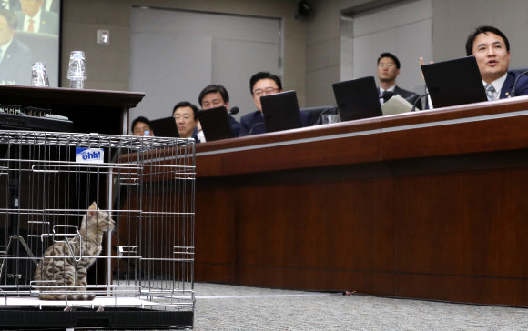 2018년 국정감사에서 김진태 자유한국당 전 의원이 고양이를 놓고 대전동물원 푸마 사살 관련 질의를 하고 있는 모습. 올해는 이처럼 사람으로 가득찬 국감장을 볼 수 없을 전망이다.