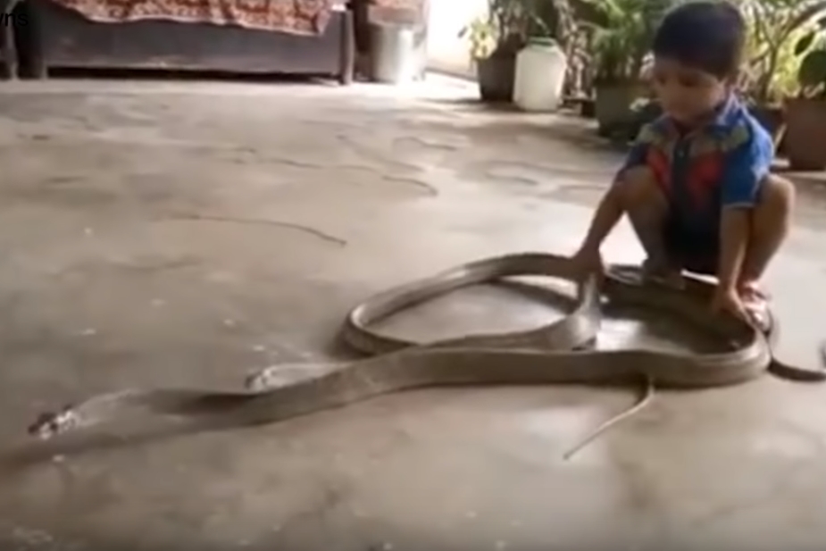 뱀 두 마리와 스스럼없이 노는 아이