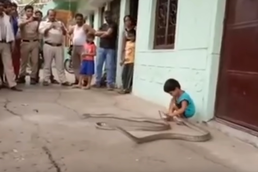 뱀 두 마리와 스스럼없이 노는 아이
