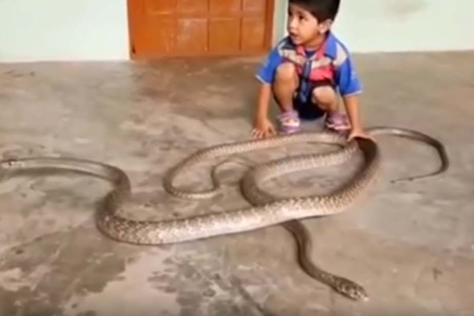 뱀 두 마리와 스스럼없이 노는 아이