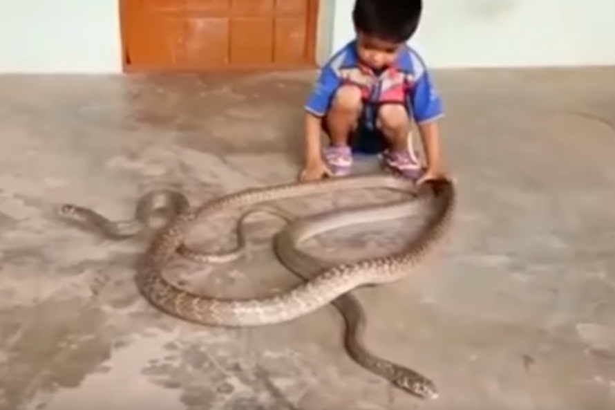 뱀 두 마리와 스스럼없이 노는 아이
