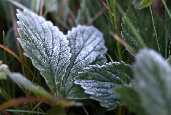 서리 내려앉은 만항재
