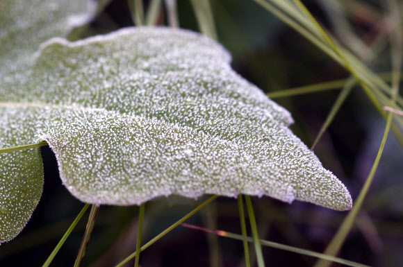 겨울 예고하는 대관령 서리