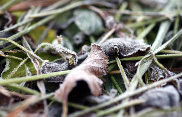 초겨울로 접어든 대관령