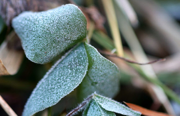 겨울 예고하는 대관령 서리