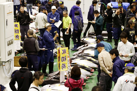 ‘새 도쿄의 부엌’ 도요스시장서 열린 참치 경매