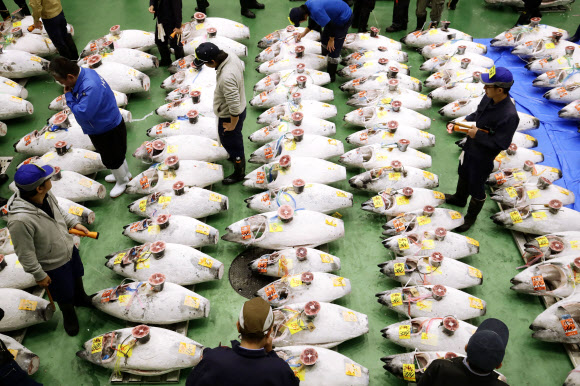 ‘새 도쿄의 부엌’ 도요스시장서 열린 참치 경매