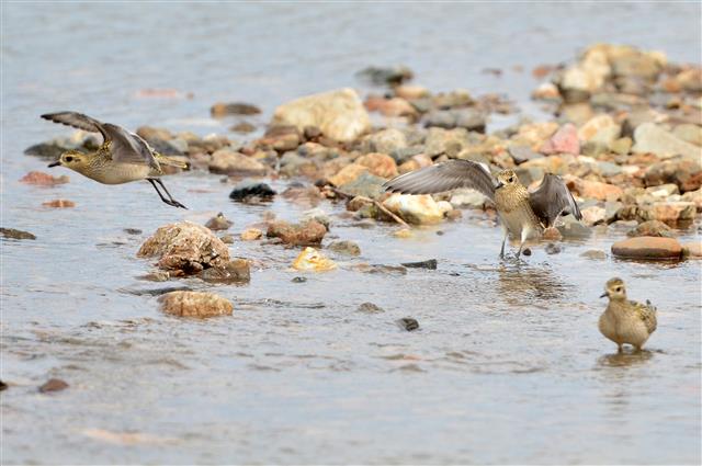 가을 즐기는 검은가슴물떼새 가족