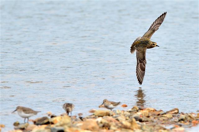 검은가슴물떼새의 우아한 비행