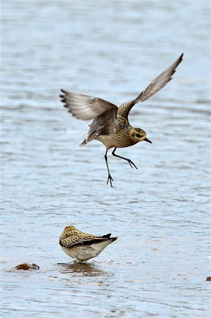 검은가슴물떼새의 비행