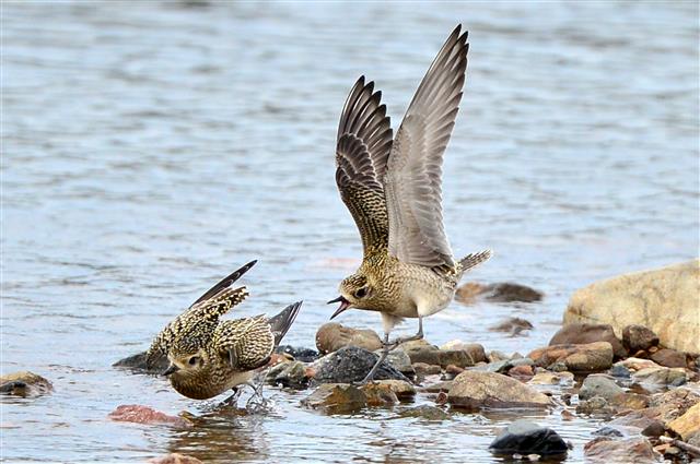 내가 먼저왔어 저리가!