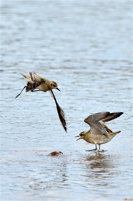 여긴 내 구역이야!